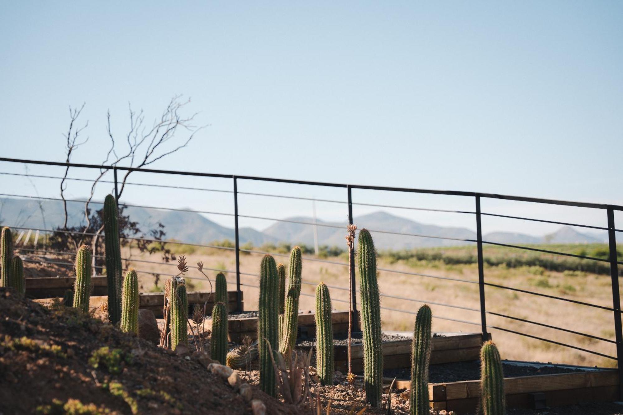 Bajo Estrellas Hotel Contemporaneo Valle de Guadalupe Eksteriør bilde